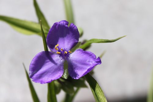 Violetinė, Gėlė, Žiedas, Žydi, Augalas, Pavasaris, Vasara, Sodas, Žydėti