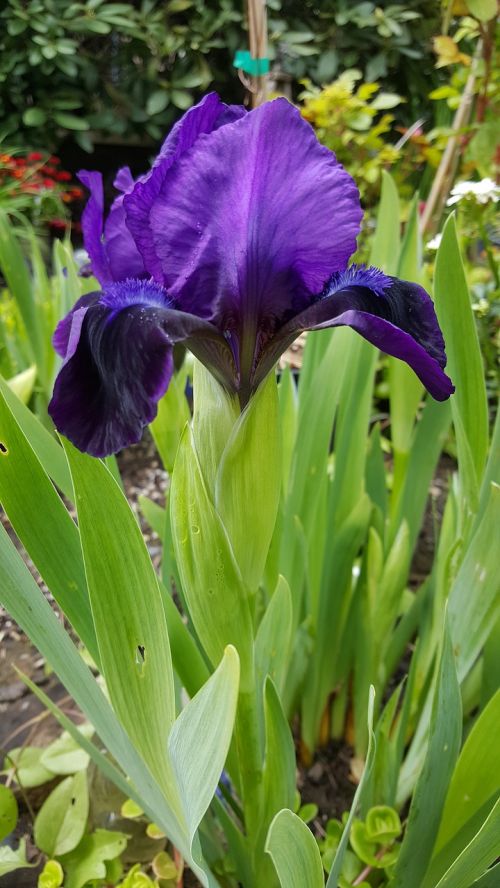Violetinė, Iris, Gėlė