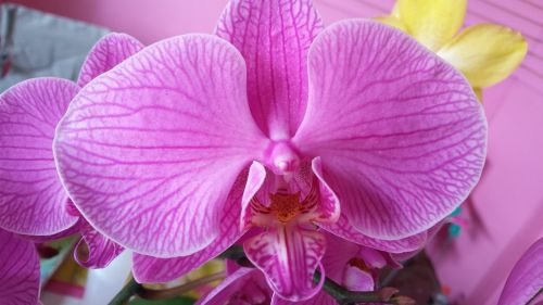 Violetinė, Orchidėja, Žydėti, Gėlė, Phalaenopsis