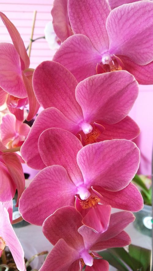Violetinė, Orchidėja, Žydi, Gėlė, Phalaenopsis