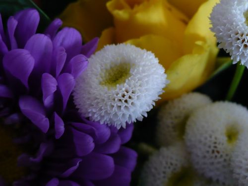Violetinė, Balta, Gėlės