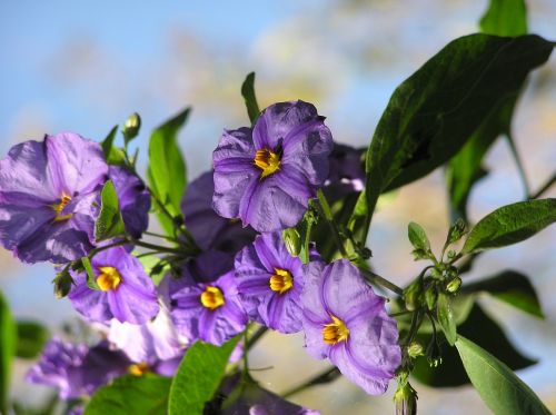 Violetinė, Krūmas, Gėlės