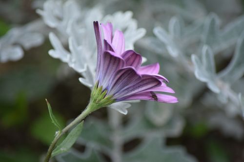 Violetinė, Gėlė, Pavasaris