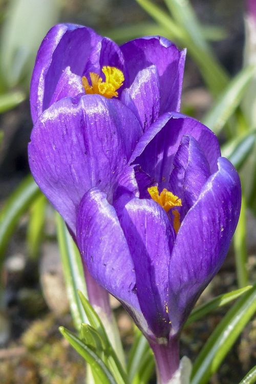 Violetinė, Crocus, Žiedas, Gėlė, Gamta, Pavasaris, Sodas, Augalas, Flora, Makro, Violetinė, Iš Arti, Žydi