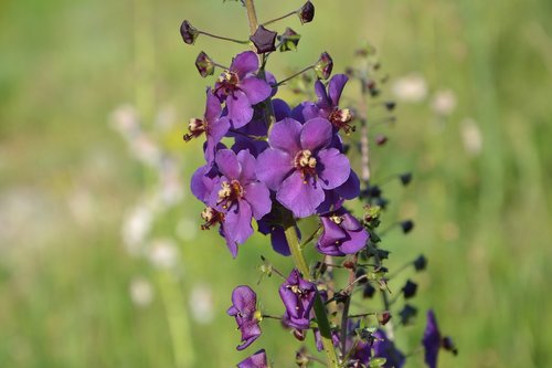 Violetinė,  Gėlė,  Pobūdį,  Pieva Gėlė