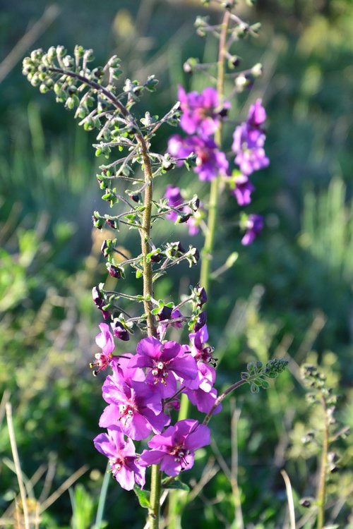 Violetinė,  Gėlė,  Pobūdį,  Pieva Gėlė