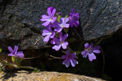 Violetinė,  Akmuo,  Gėlė,  Pobūdį,  Natūralus,  Rokas,  Tekstūra