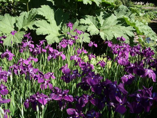 Violetinė, Gėlės, Iris, Gėlių, Botanikos