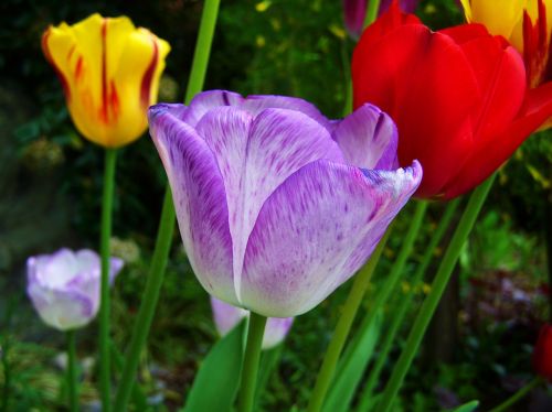 Violetinė, Raudona, Geltonos Tulpės, Pavasario Gėlė