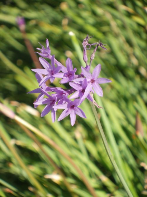 Violetinė, Gėlės, Gėlių, Pavasaris