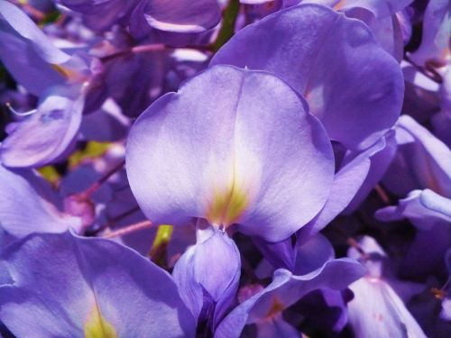 Violetinė, Gėlė, Acacia