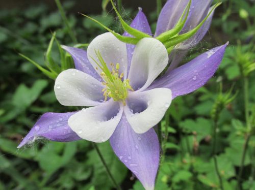 Violetinė, Balta, Kolumbinas, Gėlė, Žiedlapis, Vasara, Rasa, Sodas, Gamta, Pavasaris