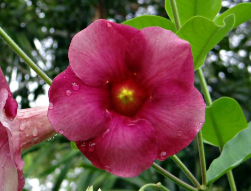 Purpurinė Alamanda, Allamanda Blanchetii, Apocynaceae, Allamanda Violacea, Gėlė, Kodagu, Indija
