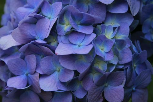 Gėlė,  Florets,  Hortenzija,  Violetinė-Mėlyna,  Violetinė-Mėlyna Hortenzija