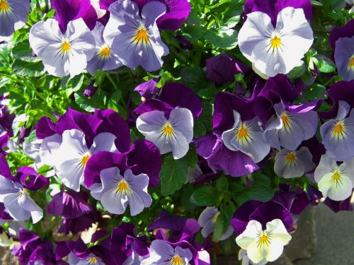 Violetinė-Mėlyna Kriauklė, Pavasario Gėlė, Gėlių Sodas