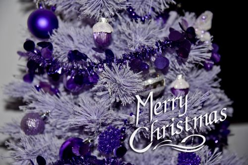 Kalėdos,  Violetinė,  Xmas,  Pasveikinimas,  Medis,  Purpurinė Kalėdų Eglutė