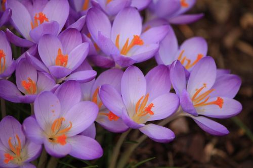 Purpurinė Gėlė, Crocus, Pavasaris