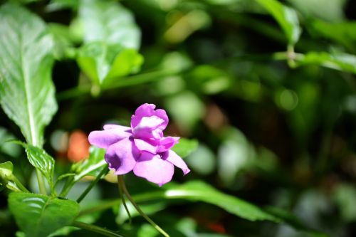 Violetinė,  Gėlė,  Gėlės,  Sri & Nbsp,  Lanka,  Ceilonas,  Gamta,  Natūralus,  Purpurinė Gėlė