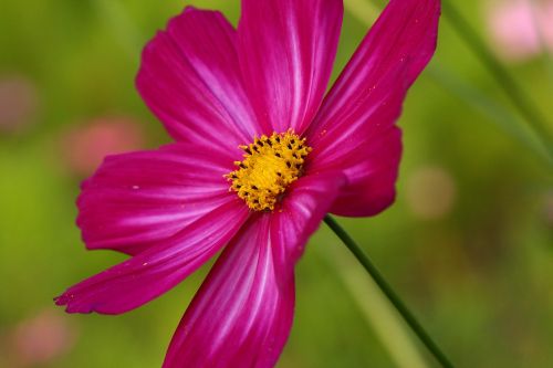 Purpurinė Gėlė, Natūralus, Iš Arti