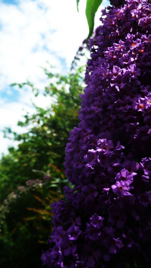 Violetinė,  Gėlės,  Gamta,  Sezonai,  Violetinės Gėlės