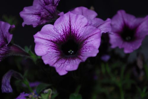 Gėlės,  Violetinės & Nbsp,  Gėlės,  Žydėti,  Violetinės Gėlės