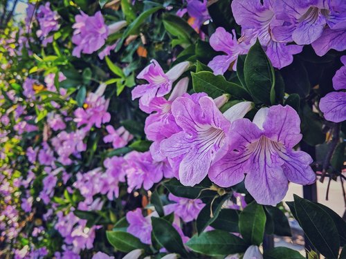 Violetinės Gėlės,  Natūralus