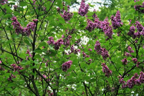 Medžiai,  Gėlės,  Violetinė,  Botanikos & Nbsp,  Sodai,  Moscow,  Violetinės Gėlės Ant Medžių