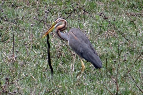 Violetinės Česnakai, Ardea Purpurea, Wader, Heronas, Paukštis, Nužudyti, Vandens Gyvatė, Ardeidae, Indija