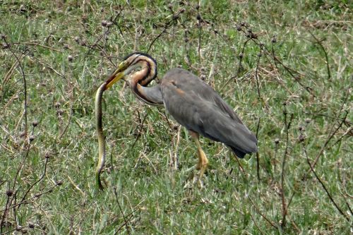 Violetinės Česnakai, Ardea Purpurea, Wader, Heronas, Paukštis, Nužudyti, Vandens Gyvatė, Ardeidae, Indija