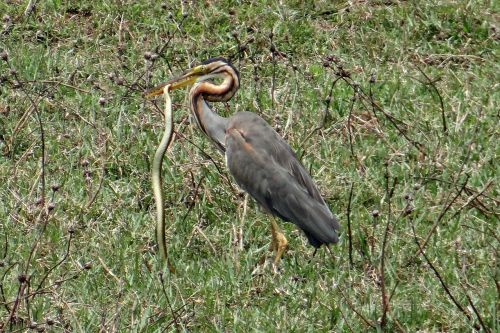 Violetinės Česnakai, Ardea Purpurea, Wader, Heronas, Paukštis, Nužudyti, Vandens Gyvatė, Ardeidae, Indija