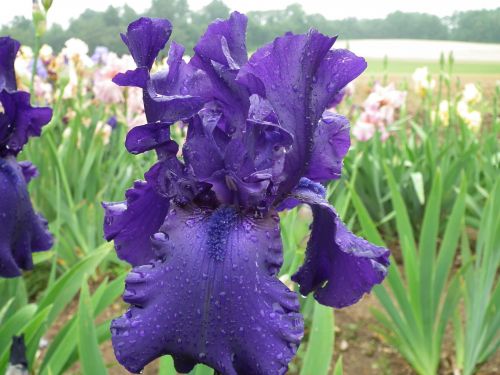 Irisas,  Violetinė,  Gėlės,  Purpurinė Rainelė