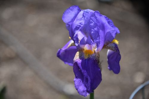 Violetinė,  Gėlė,  Iris,  Geltona,  Izoliuotas,  Neryškus,  Fonas,  Purpurinė Rainelė