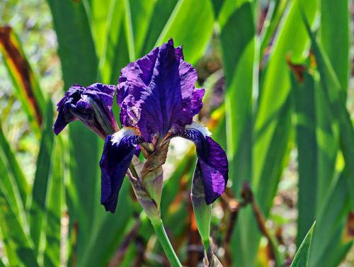 Iris,  Gėlė,  Violetinė,  Gėlių,  Purpurinė Rainelė