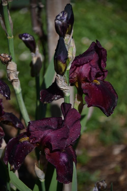 Violetinė,  Gėlė,  Iris,  Lietaus Lašai,  Vertikalus,  Gėlės,  Sodas,  Žydėti,  Giliai & Nbsp,  Violetinė,  Violetinė Rainelė Visiškai Žydi