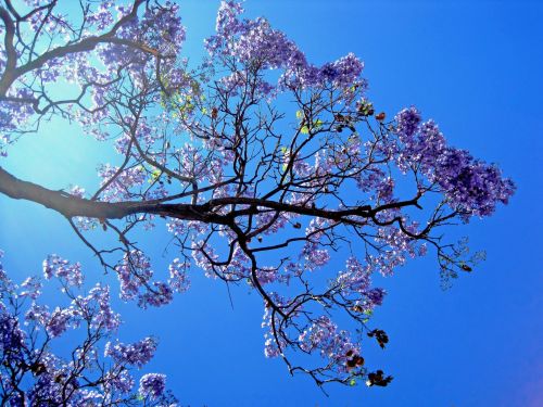 Medis,  Jacaranda,  Žydėjimas,  Gėlės,  Violetinė,  Dangus,  Mėlynas,  Violetinės Jacarandos Gėlės