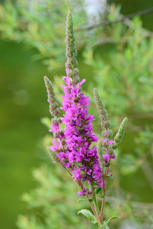 Violetinė Krwawnica,  Laukinių Gėlių,  Aukštas,  Violetinė,  Waterside,  Upės Krantas Augalų,  Iš Arti