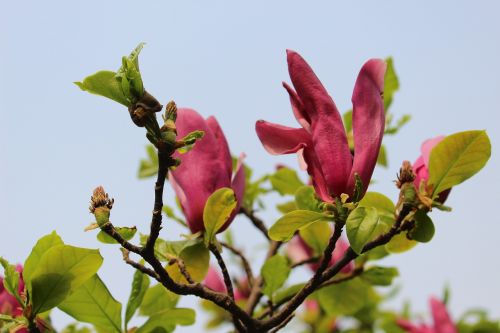 Violetinė Magnolija, Gėlė, Magnolijos Gėlė, Magnolija, Mediena, Gamta, Pavasaris, Vasara