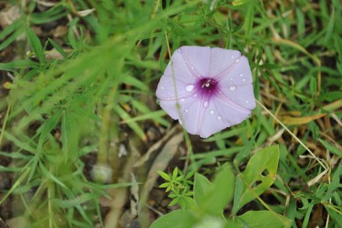 Violetinė Ryto Šlovė, Gėlių Regioninė, Gėlė