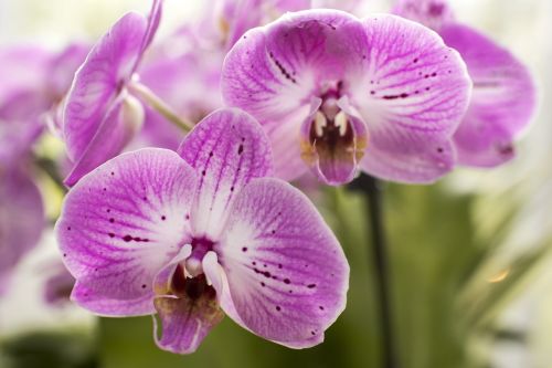 Violetinės Motinos Orchidėjos, Gėlės, Augalai, Violetinė, Mold Orchidėjos, Orchidėjos, Violetinė, Phalaenopsis, Atogrąžų, Egzotiškas, Balta, Gėlių, Gamta, Žiedlapis, Pavasaris, Rožinis, Orientuotis, Botanikos