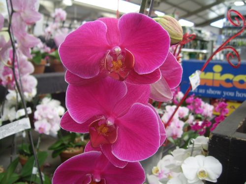 Violetinė,  Orchidėja,  Egzotiškas,  Gėlė,  Karštas & Nbsp,  Namas,  Violetinė Orchidėja