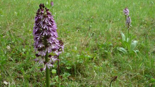 Violetinė Orchidėja, Vokiečių Orchidėja, Pieva, Kalnuose, Apsaugotas