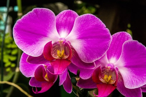 Violetinė Orchidėjų,  Orchidėjų,  Gėlė,  Pobūdį,  Augalų,  Klesti,  Žiedlapis,  Gėlių