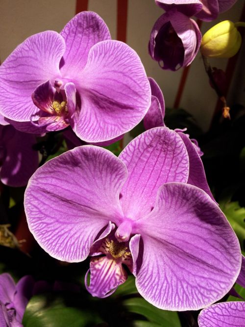 Violetinė & Nbsp,  Orchidėja & Nbsp,  Gėlė & Nbsp,  Žiedlapis,  Singapūras & Nbsp,  Oro Uostas,  Violetinė Orchidėjų Gėlių Žiedlapiai