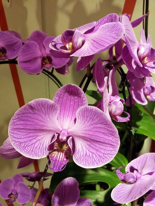 Violetinė & Nbsp,  Orchidėja & Nbsp,  Gėlė & Nbsp,  Žiedlapis,  Singapūras & Nbsp,  Oro Uostas,  Violetinė Orchidėjų Gėlių Žiedlapiai