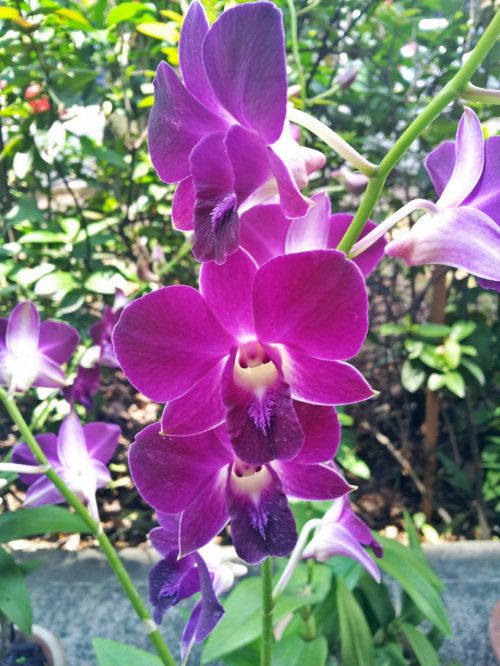 Violetinė,  Orchidėja,  Gėlė,  Violetinė Orchidėjų Gėlė