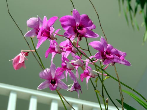Violetinė,  Orchidėja,  Gėlės,  Violetinės Orchidėjų Gėlės