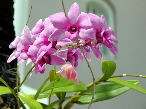 Violetinė,  Orchidėja,  Gėlės,  Violetinės Orchidėjų Gėlės