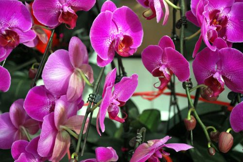 Orchidėja,  Orchidėjos,  Violetinė,  Orchidaceae,  Šeima,  Gėlės,  Gėlė,  Violetinės Orchidėjos