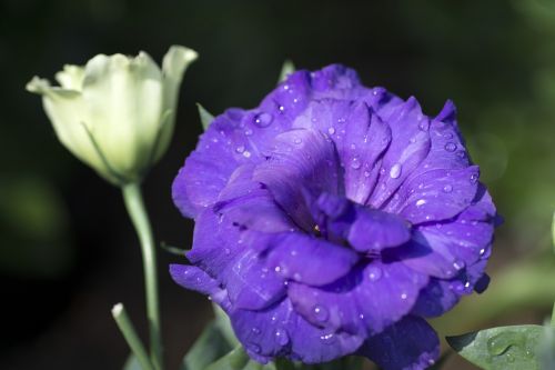 Violetinė Rožė, Čongčingas, Nanshan Botanikos Sodas, Gėlė, Augalas, Sodas, Gamta, Flora