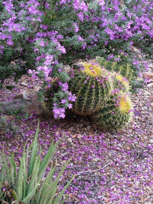 Purpurinis Šalavijas, Texas Ranger, Leucophyllum, Aukso Barrelio Kaktusas, Žydėjimas, Sonoran Dykuma
